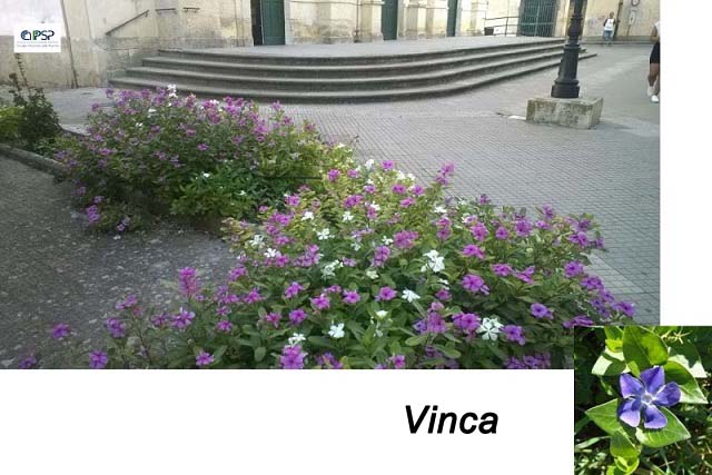 Vinca
